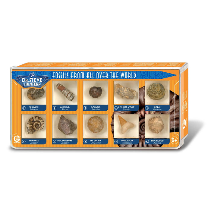 GEOWorld Fossils from All Over the World - 10 Fossils
