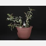 Chirp! The Plant Watering Alarm - Image 4