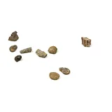 GEOWorld Fossils from All Over the World - 10 Fossils - Image 2