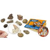 GEOWorld Fossils from All Over the World - 10 Fossils - Image 3
